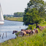 River,Maas,With,Konik,Horses,And,Sailing,Boat,,Stevensweert,,Limburg,